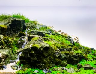 close up image of rock mountain in nature style aquarium tank with a variety of aquatic plants inside
