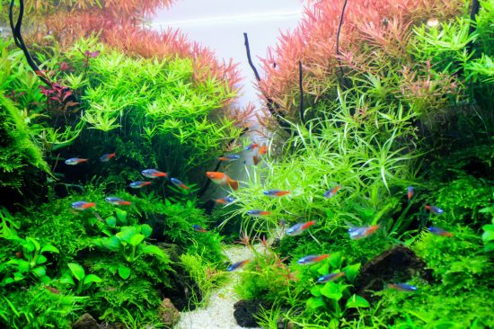 Planted aquarium with tropical fish. Tropical fishes Diamond neon tetra lives happiness in planted tank.